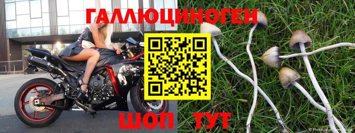 цена наркотик  Сибай  Псилоцибиновые грибы Psilocybine cubensis 